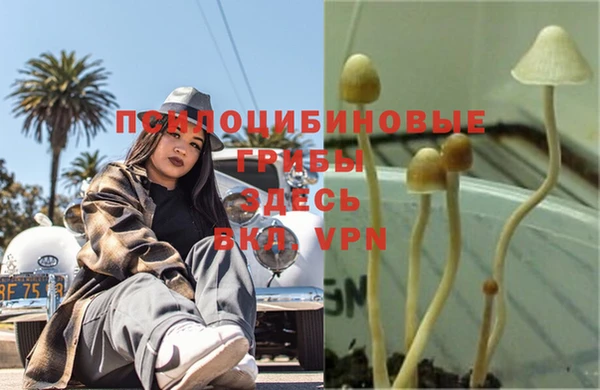 ПСИЛОЦИБИНОВЫЕ ГРИБЫ Горно-Алтайск